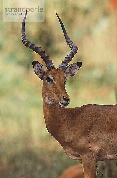 Männlicher Impala  Kenia.