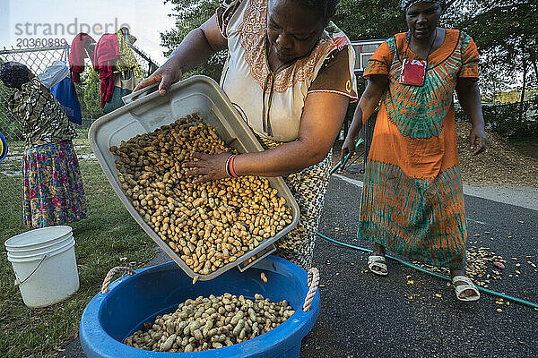 Erwachsene Frauen arbeiten bei der Erdnussernte