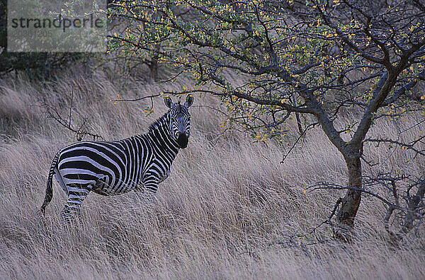 Burchell-Zebra in Kenia.