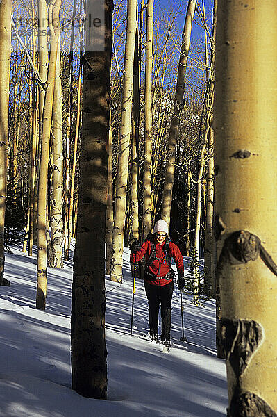 Frau beim Langlaufen durch Espenwald  Grand Mesa National Forest  Colorado