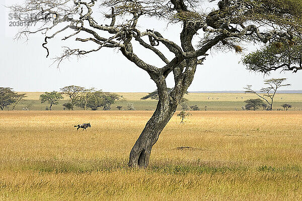 Ein einsames Gnus sucht in der Ebene nach der Herde  Serengeti-Nationalpark  Tansania.