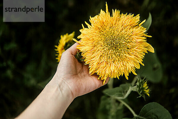Die Hand einer Frau hält eine Sonnenblume im Garten