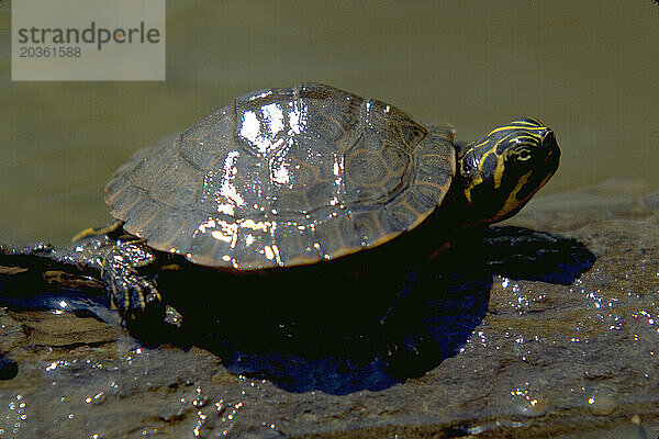 Schildkröte