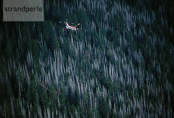 Luftaufnahme des toten und sterbenden Waldes im Lake Tahoe Basin.