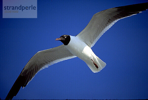 Fliegende Möwe