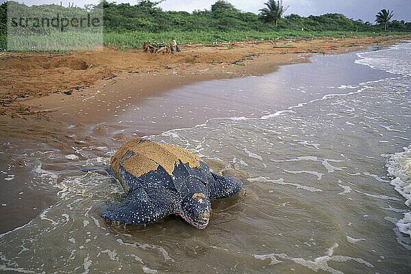 Eine Schildkröte vergräbt Eier an einem Strand in Surinam