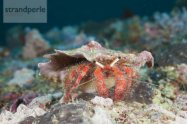 Roter Einsiedlerkrebs (Diogenidae) im Meer