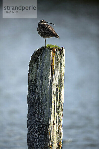 Ein Regenbrachvogel steht während der Herbstwanderung entlang des Pacific Flyway auf einem alten Pfahl in Bandon  Oregon.