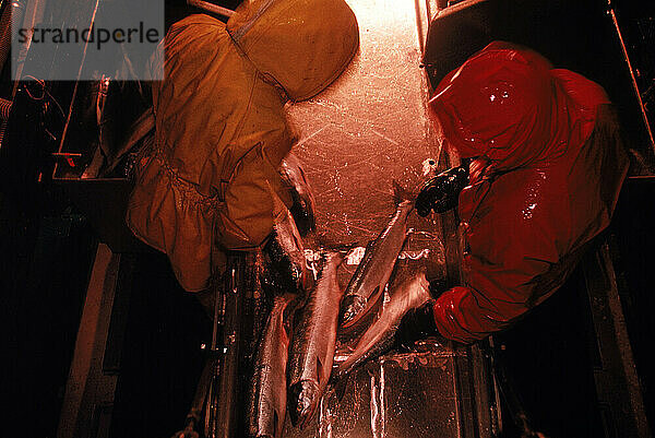 Lachsfischer sortieren Fische am Campbell River  Johnson Straits  Kanada.