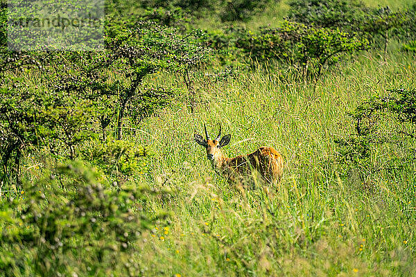 Einzelne Riedbockantilope im Nairobi-Nationalpark in Kenia.