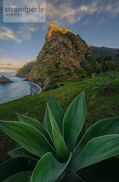 Auffällige Grüne Fuchsschwanz-Agave auf Küstenklippen bei Sonnenuntergang