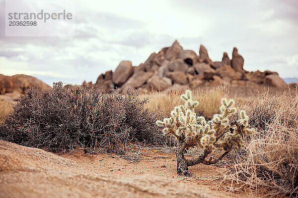 Cholla-Kaktuspflanze in Alabama Hills in Kalifornien; USA