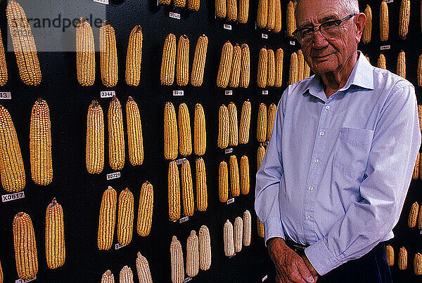 Ein älterer Mann aus dem Mittleren Westen steht vor einer gesammelten Sammlung von Maiskolben