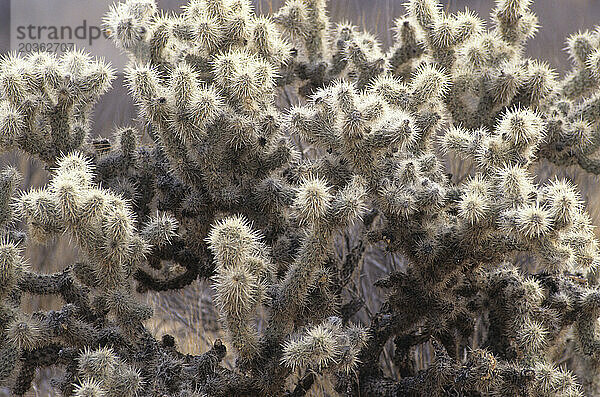 Cholla-Kaktus.