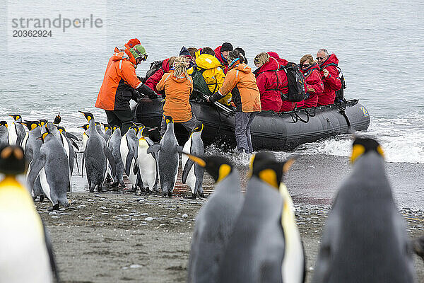 Kolonie von Königspinguinen vor Menschen  die in einem Schlauchboot sitzen  Antarktis