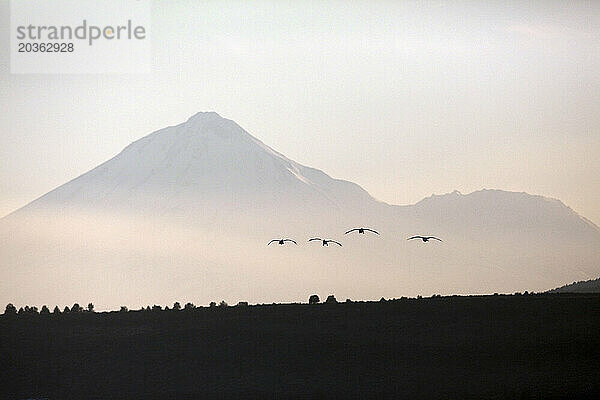 Kanadagänse (Branta canadensis) fliegen während der Herbstwanderung entlang des Pacific Flyway vor dem Mt. Shasta im Tule Lake National Wildlife Refuge im Norden Kaliforniens.