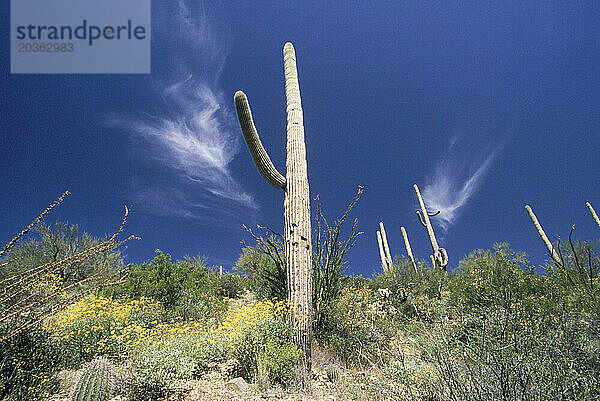 Tucson  Suguaro-Kaktus