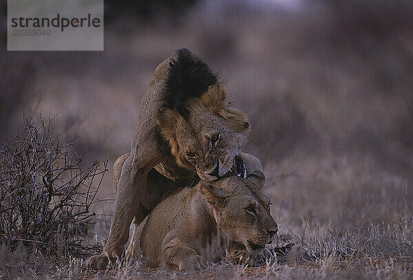 Paarung der Löwen  Kenia.