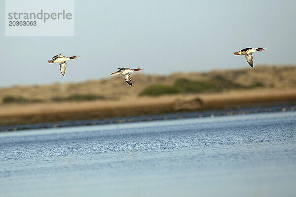 Gänsesäger-Enten fliegen während der Herbstwanderung entlang des Pacific Flyway über Bandon Marsh in Bandon  Oregon.