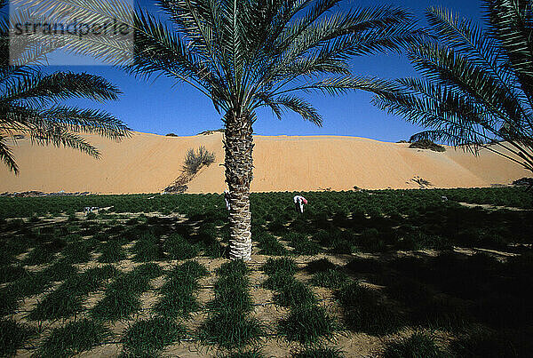 Landwirtschaftliche Felder in der Liwa-Oase  Vereinigte Arabische Emirate. Arbeiter  meist aus Bangladesch  bauen auf Wüstensand mit Grundwasser Tomaten  Kartoffeln  Gras für Tierfutter usw. an.