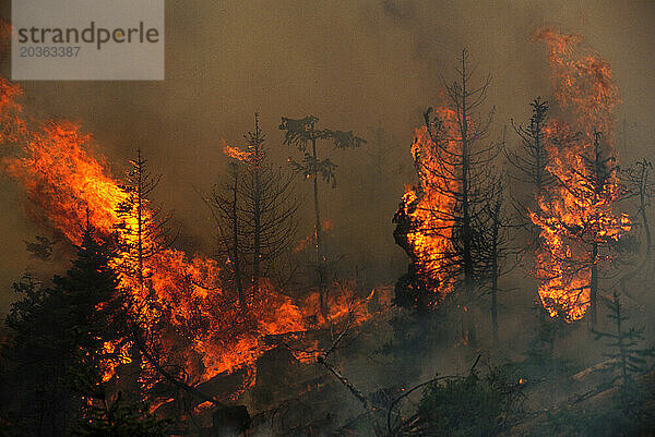 Kontrollierter Brand im Okanogan National Forest  WA.