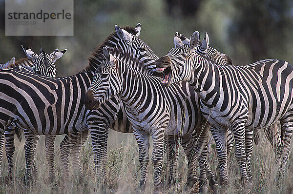 Zebras afrikanisch