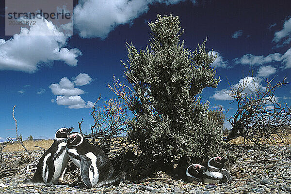 Pinguine in Patagonien  Argentinien