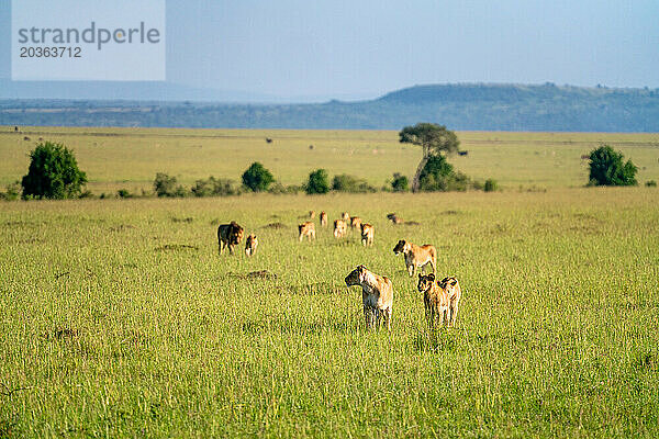Löwenrudel in der Savanne der Masai Mara in Kenia.
