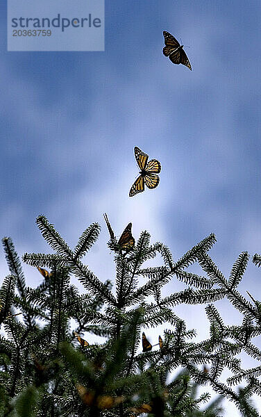 Monarchfalter fliegen im El Rosario-Schutzgebiet für Monarchfalter in der Nähe des Dorfes Angangueo in Mexiko