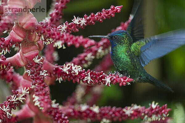 Blaukopfkolibri  Nationalpark Morne Trois Pitons  Dominica.