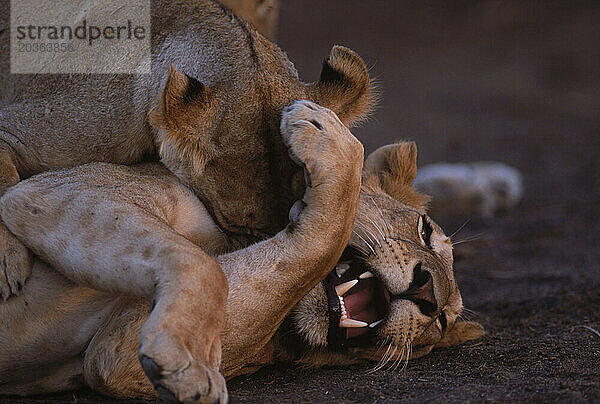 Mähnenlose Löwen in Kenia