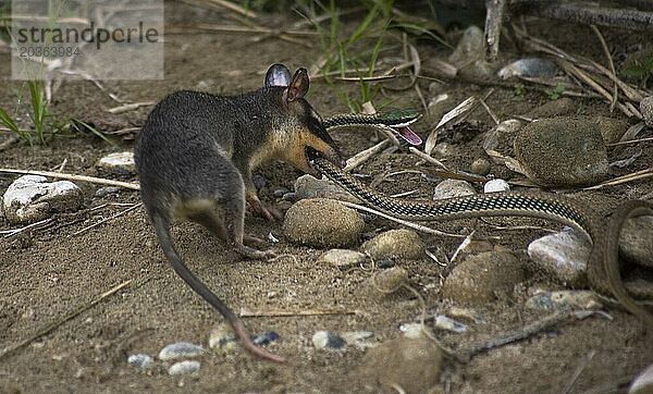 Ein Graues Vieräugiges Opossum jagt eine Grünrankenschlange am Ufer des Tzendales-Flusses im Biosphärenreservat Montes Azules in Chiapas  Mexiko