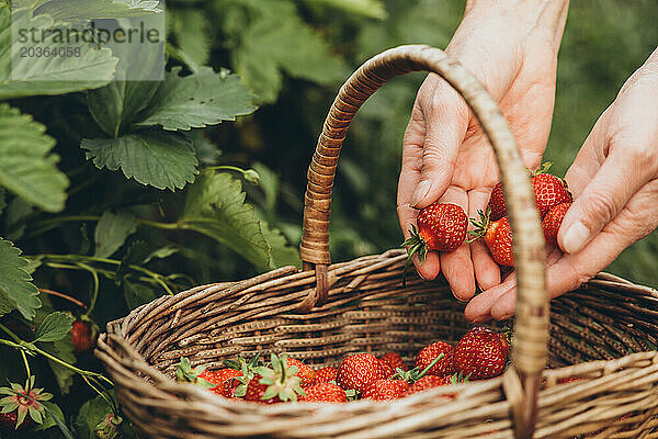 Weidenkorb mit Erdbeeren neben dem Erdbeerbeet