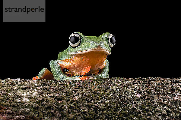 Grüner Laubfrosch auf Ast