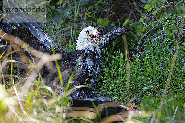 Weißkopfseeadler (Haliaeetus leucocephalus) tötet einen weiteren Weißkopfseeadler  Cape Disappointment  Washington State  USA