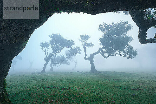 Mystische Lorbeerwald-gerahmte Bäume  Fanal  Madeira - neblige Atmosphäre