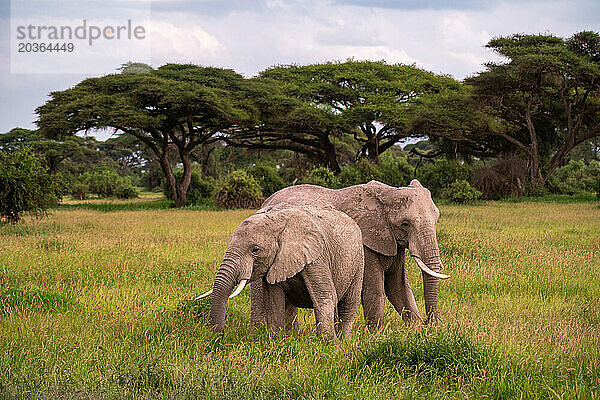 Zwei Elefanten im Gras im Amboseli-Nationalpark in Kenia.