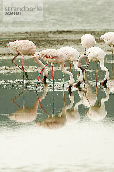 Flamingos spiegeln sich in einer flachen Salzwüste  Ngorongoro-Krater  Tansania.