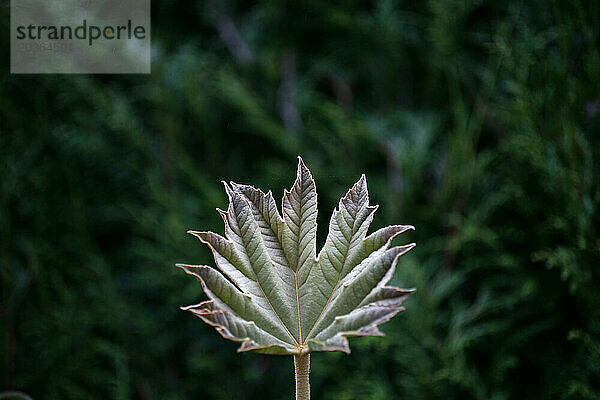 Frost beschädigtes Blatt.