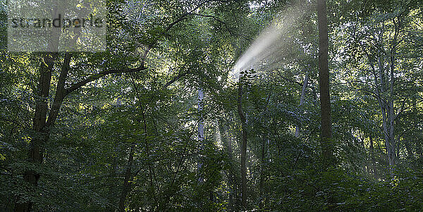 Wunderschönes Panorama des Fernbank Forest mit Sonnenstrahlen  die zwischen Bäumen scheinen