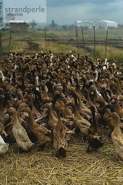 Entenfarm  Enten im Reisfeld Bali.