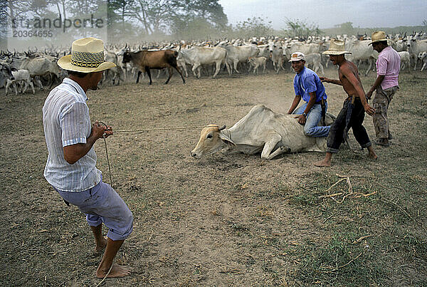 Viehzüchter treiben Rinder in der Nähe des Flusses Orinoco  Venezuela  Südamerika zusammen