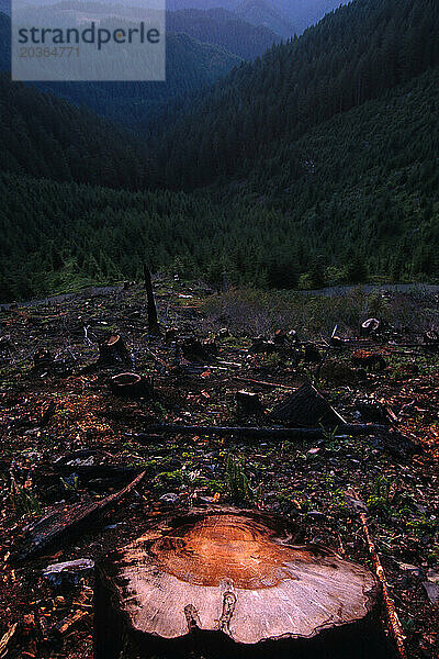 Kahlschläge  Umpqua National Forest  OR.