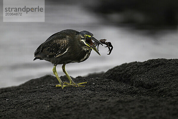 Streifenreiher (Butorides striatus) frisst eine Sally Lightfoot-Krabbe auf der Insel Fernandina  Galapagos-Inseln  Ecuador.