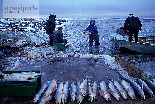Fischer bringen Fang ein  Cambridge Bay  Nunavut  Kanada