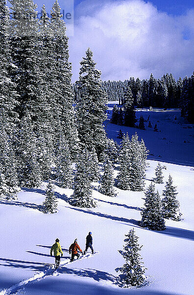 Eine Gruppe von drei Personen Schneeschuhwandern im National Forest in Colorado.