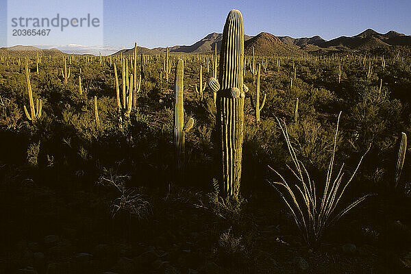 Saguaro-Kakteenwald  Saguaro-Nationalpark  Arizona  USA.