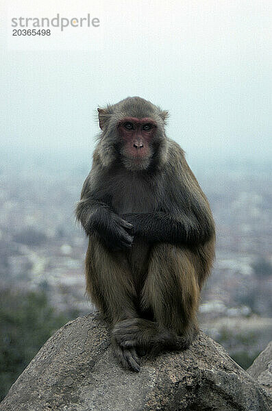 Affe in Kathmandu  Nepal