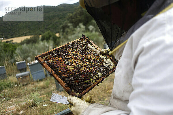 Ein Imker kontrolliert Bienenstöcke