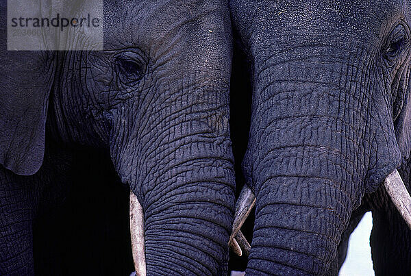 Elefanten im Kagera-Nationalpark in Ruanda.